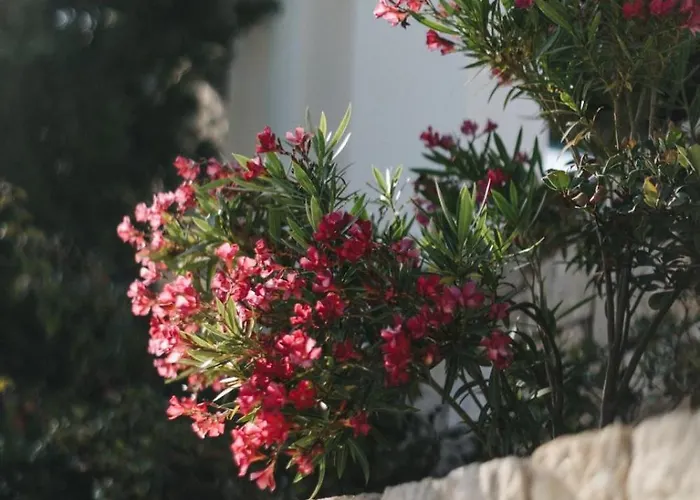 Cecilias Courtyard Landsted *